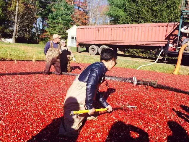 蔓越莓背后的神秘传说,她是个有故事的水果