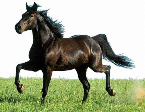 听说过汗血宝马,人身上出血汗非常罕见