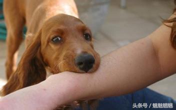 狂犬病传染知识图片,狂犬病最权威知识