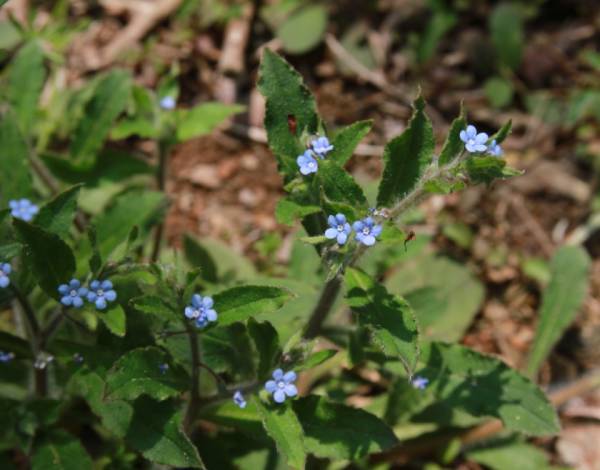 植物傻傻分不清,植物界的姐妹花