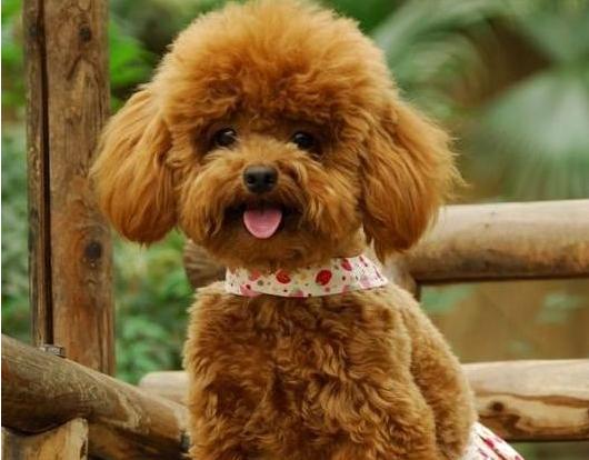 家里有泰迪怎么养另一只,家里的贵宾犬