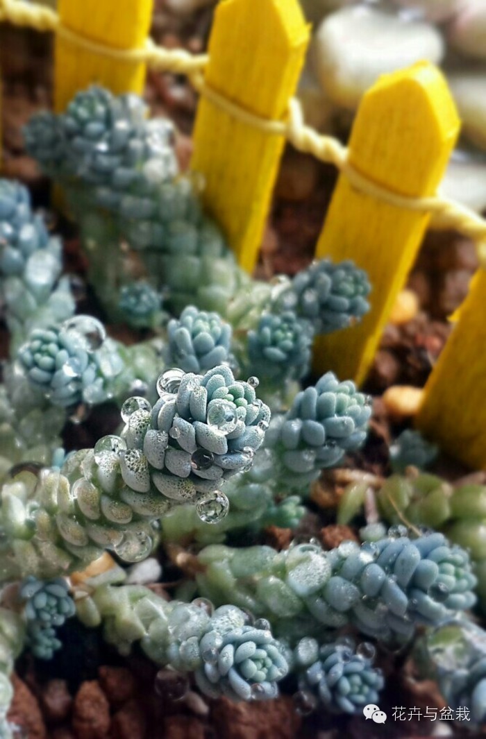 旋叶姬星美人大盆,姬星美人多肉