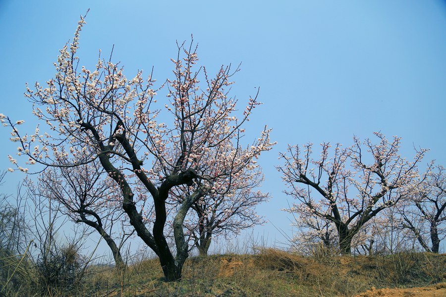 聚焦陕西蓝田泄湖镇,蓝田县洩湖镇发展规划