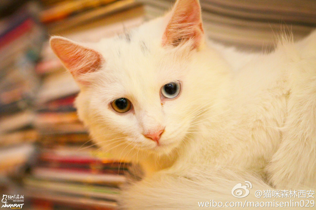 西安还有这么一个地方可以让你被猫咪围绕,享受当铲屎官的感觉