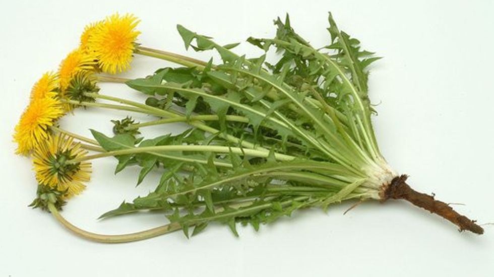 蒲公英根泡水治痔疮吗,蒲公英根泡水治痛风吗