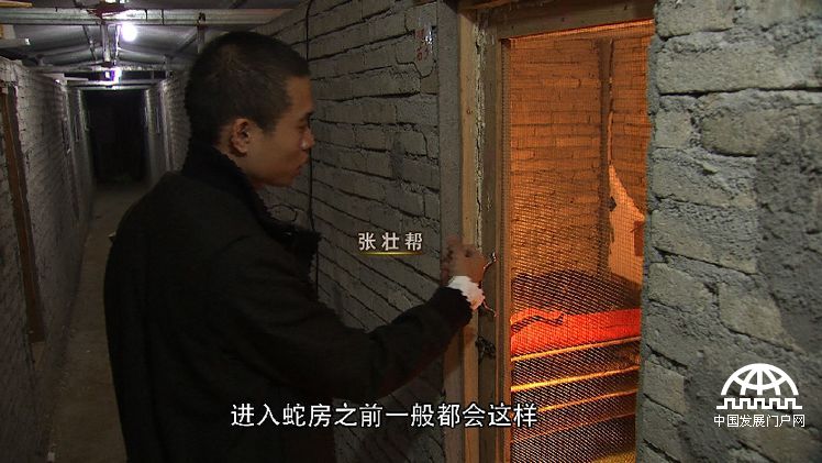 致富经:胆小小伙养蛇记