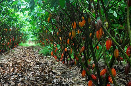 吃喝实验室天价泡面,吃喝实验室西瓜和桃子