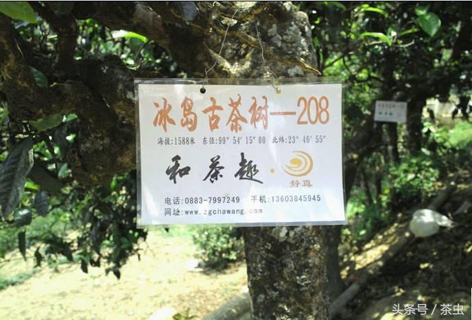 十大经典普洱茶排行榜,十大名寨普洱茶