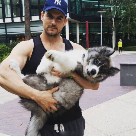 哈士奇、萨摩耶和阿拉斯加三合一，这混血无敌了！