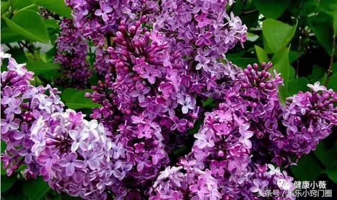 丁香花的香味对身体有好处吗,白丁香花对人体有什么功效
