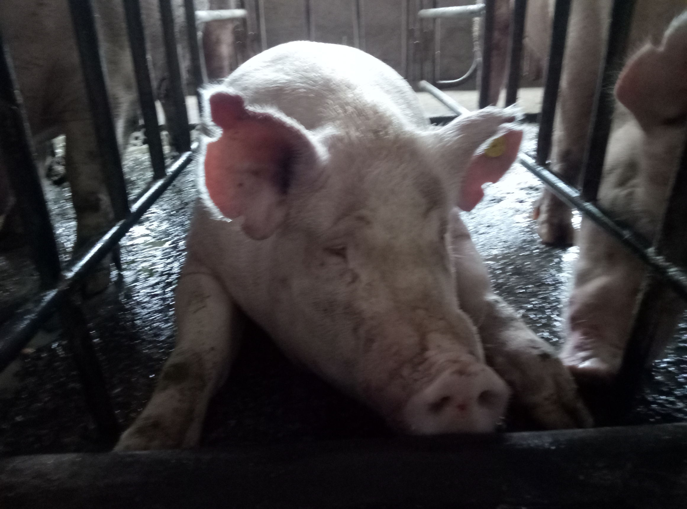 生猪发病症状应该怎么处置,水产养殖用药中毒后应急措施