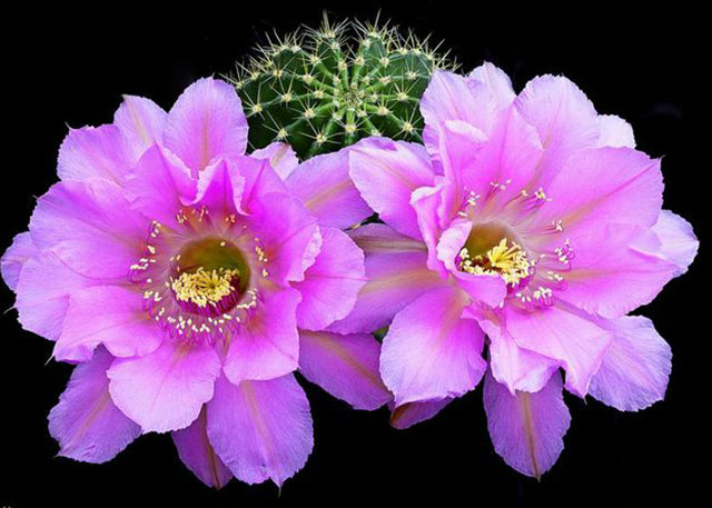 仙人球真的可以防电脑辐射吗,仙人球可以防辐射防甲醛吗