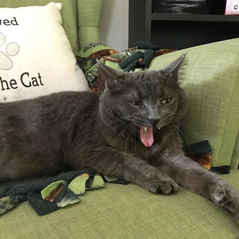 猫咪喝药呛到气管里总咳嗽,猫咪像是呛到了一样咳嗽