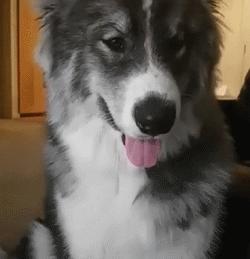 哈士奇、萨摩耶和阿拉斯加三合一，这混血无敌了！