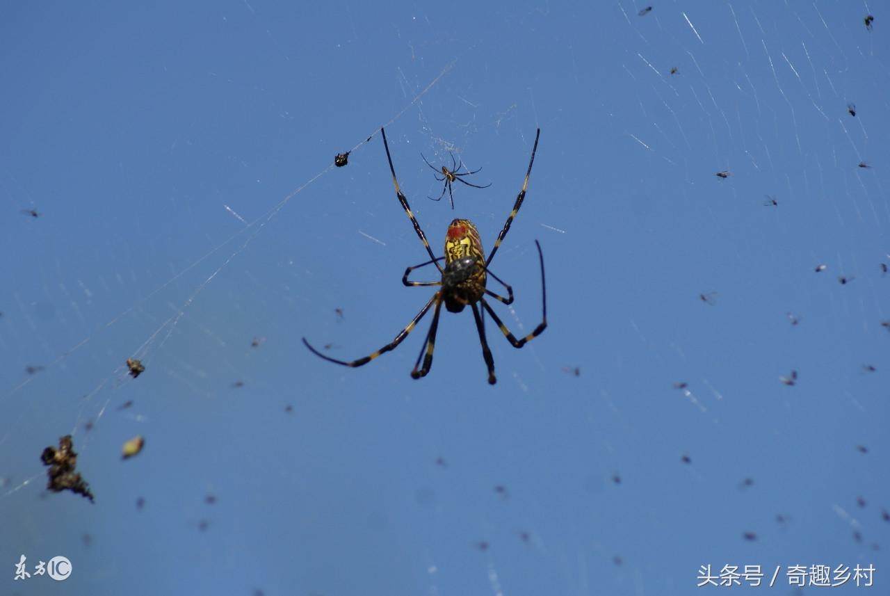 怎么判断蜘蛛有没有死,什么颜色的蜘蛛叫喜蛛