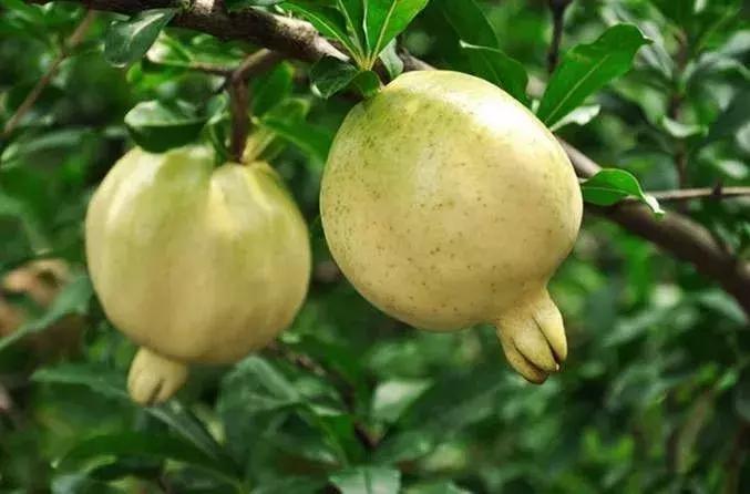 大家好，今天给大家介绍一下，这是风物君特别爱吃的——石榴