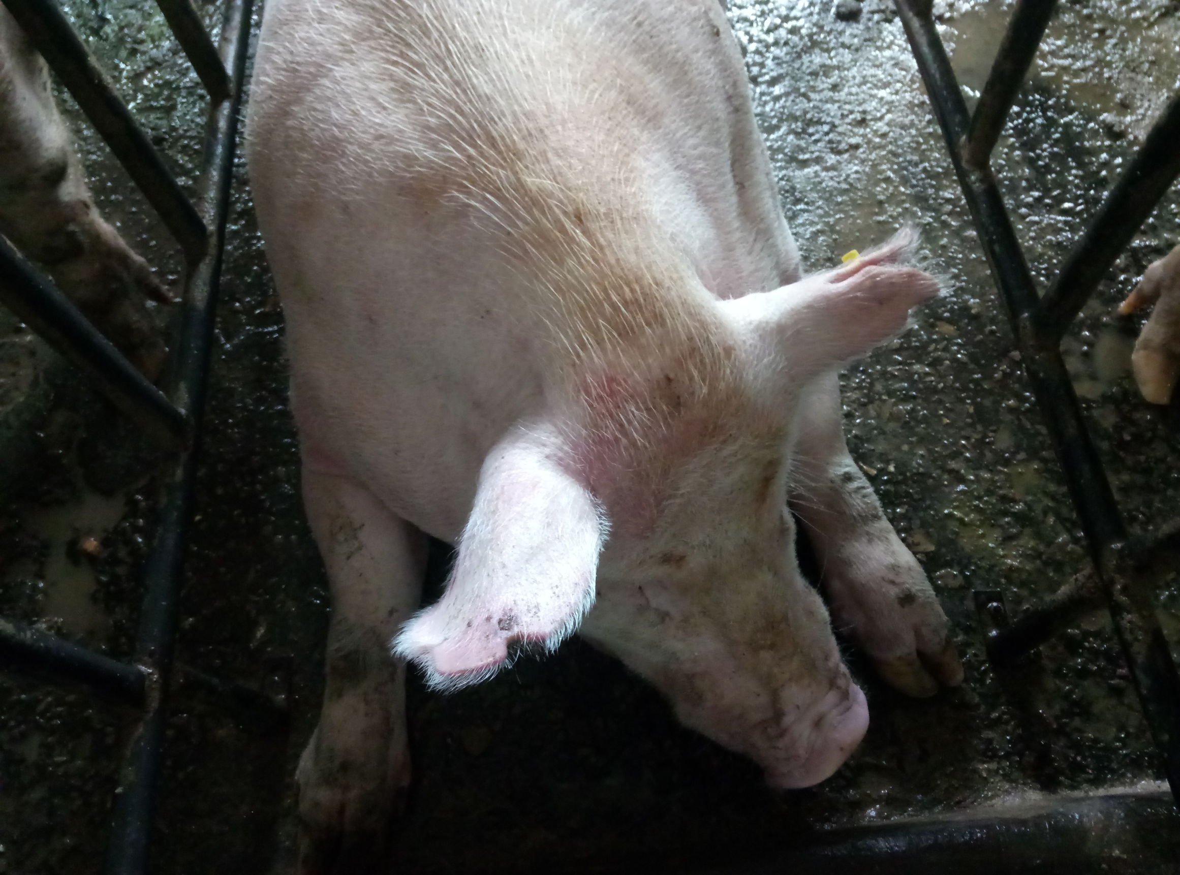 生猪发病症状应该怎么处置,水产养殖用药中毒后应急措施