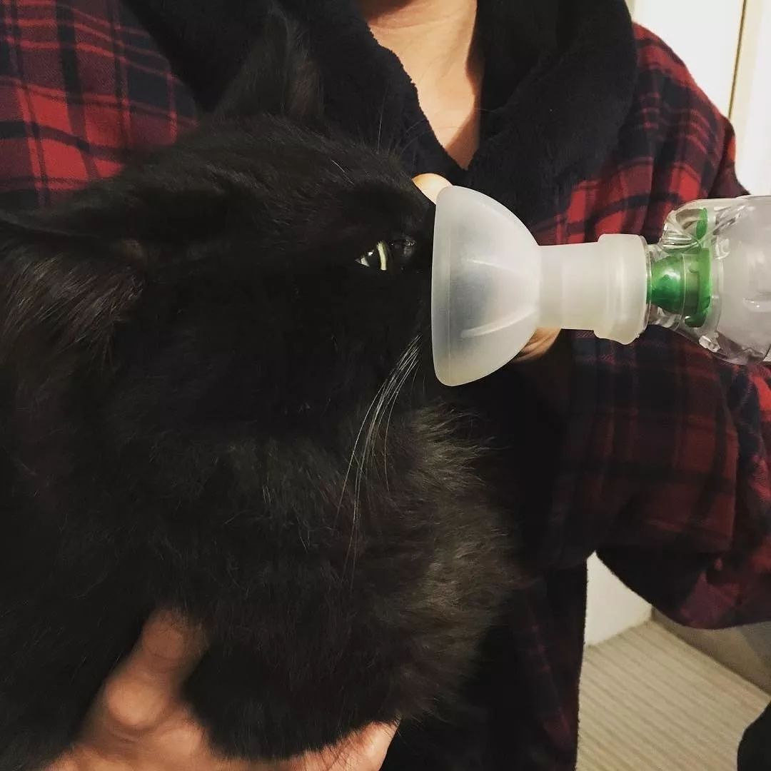 猫咪喝药呛到气管里总咳嗽,猫咪像是呛到了一样咳嗽