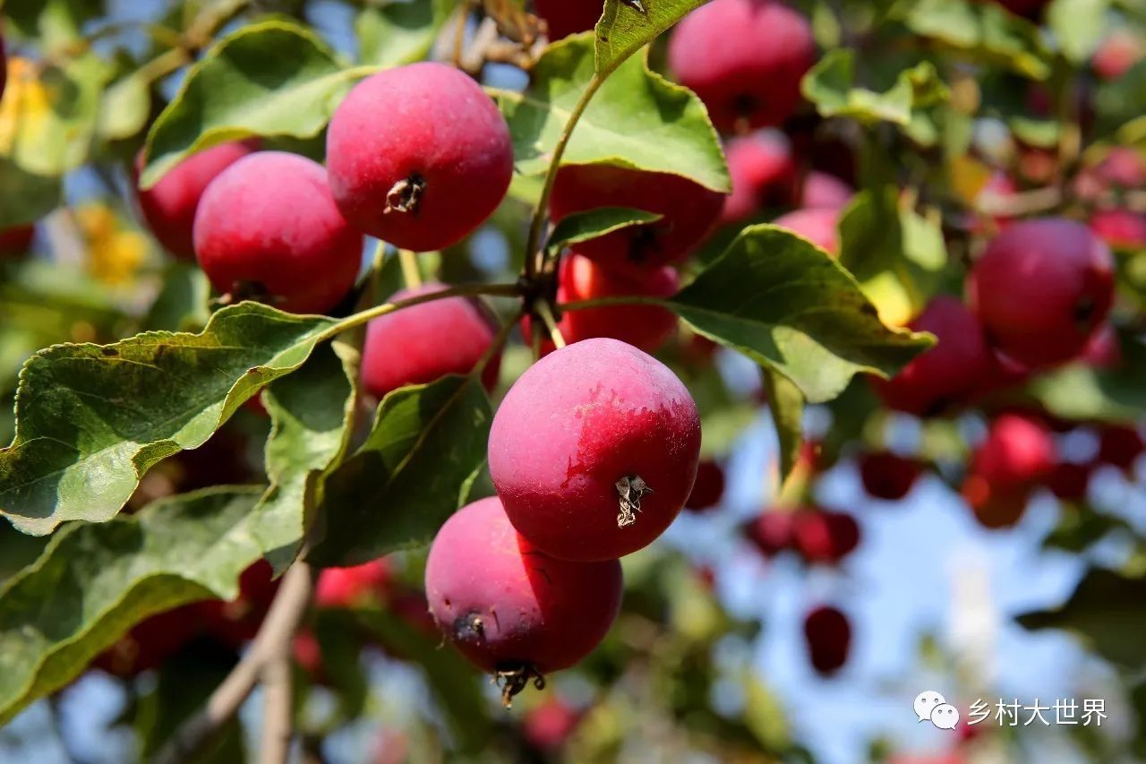 补钙的水果钙王,它是秋果之王每天吃几颗