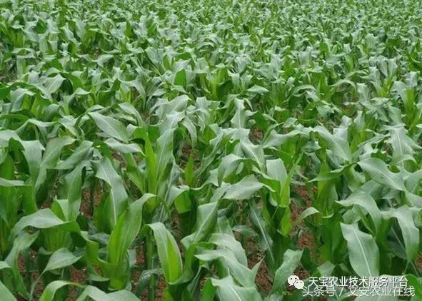 磷酸二氢钾在农作物的使用方法,磷酸二氢钾使用方法及注意事项