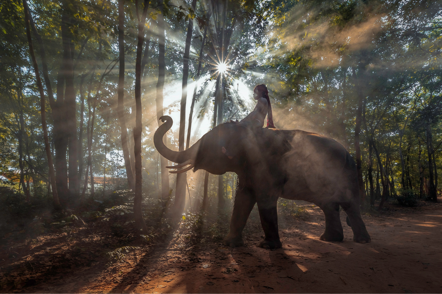 猫屎咖啡和象屎咖啡,猫屎咖啡贵么
