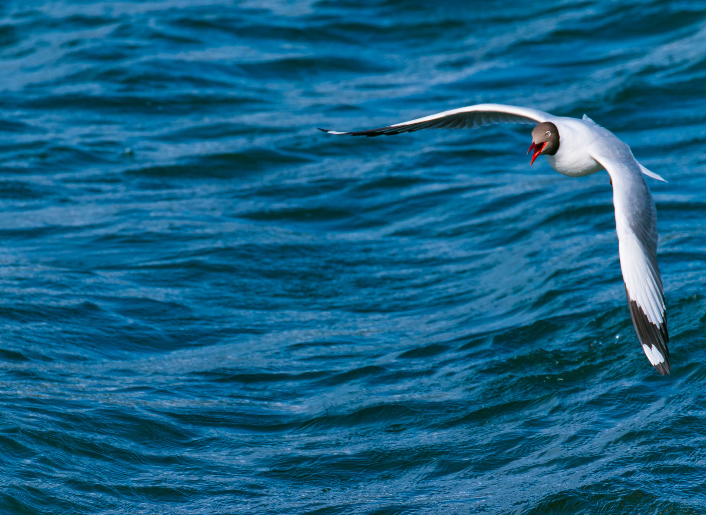 *藏西**的山石上,抱琴不愿归