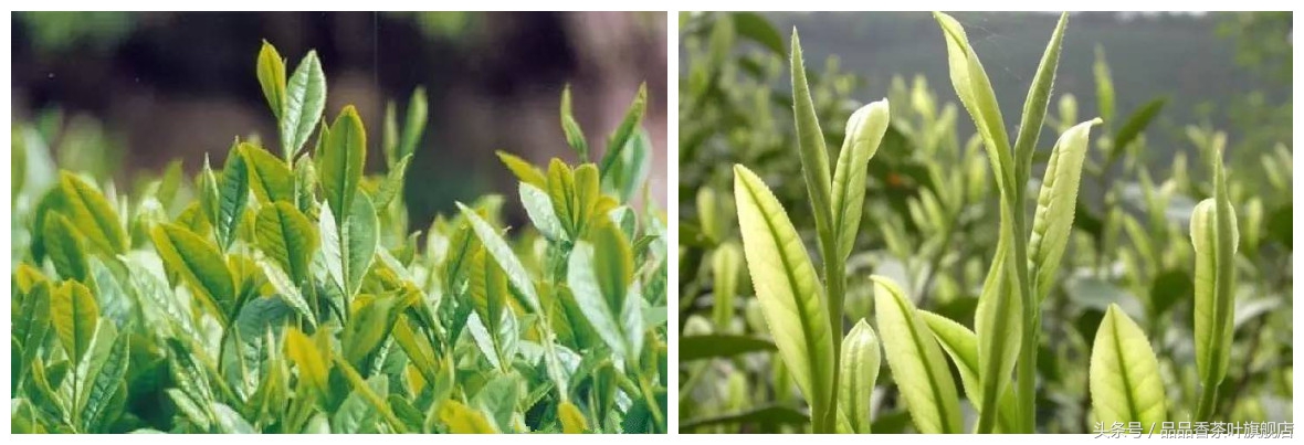 一杯白茶能解忧,一杯白茶有什么好处