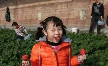 踏青采草莓的方法,春游草莓园