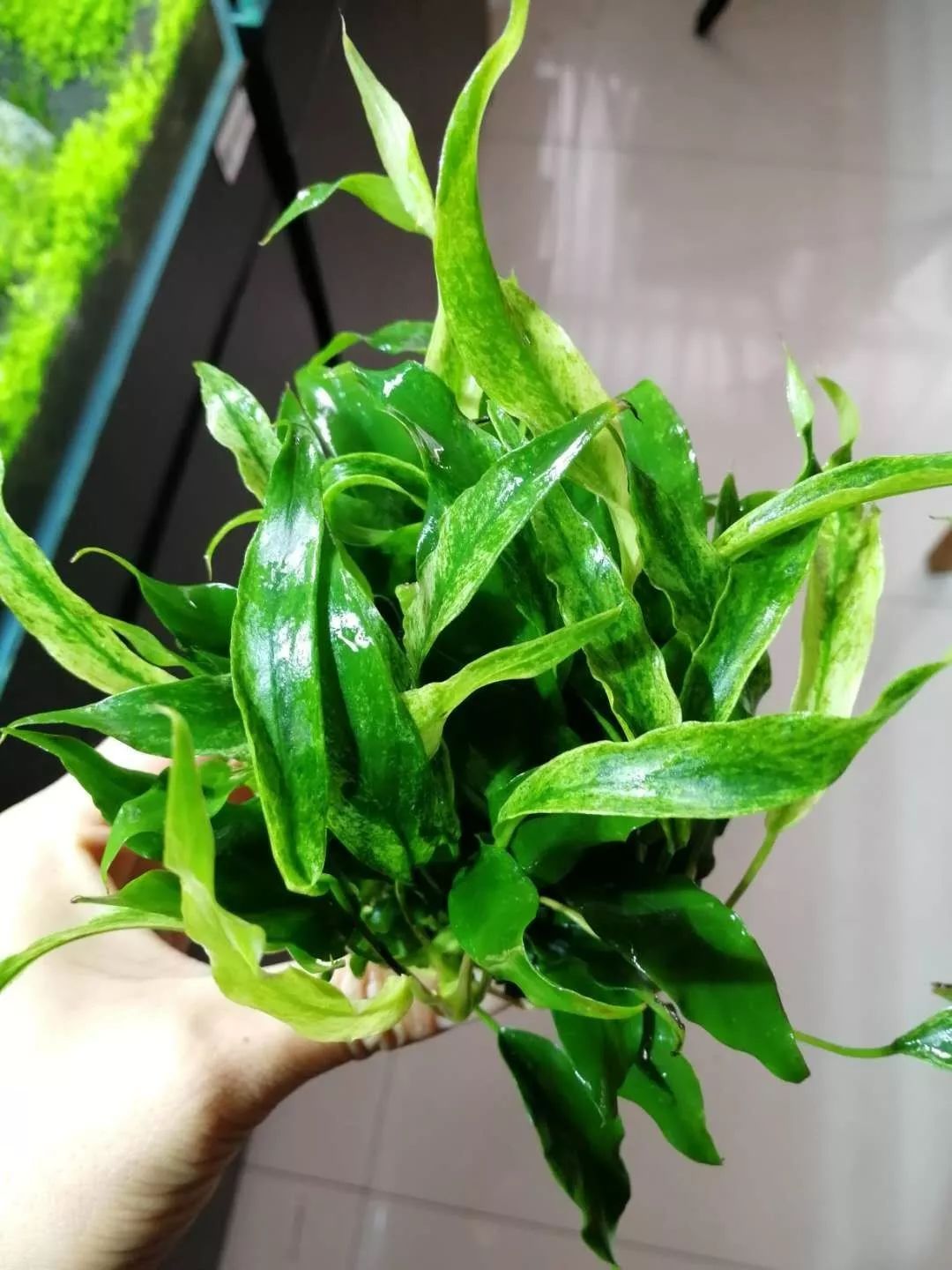 老王家的池塘视频,小型水榕水草推荐