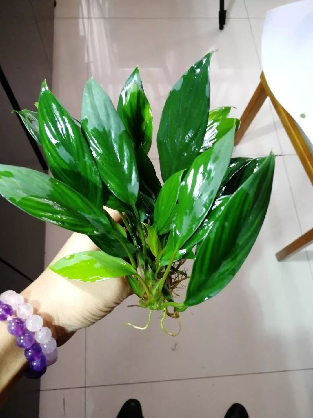 水榕需要种在水草泥里吗,水草造景生命之树