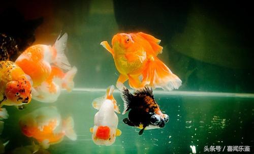 春季养鱼要注意些什么,秋季养鱼