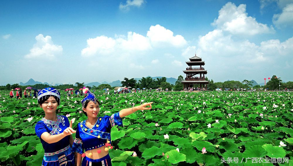 兴宁区三塘镇乡村振兴工作计划,南宁市西乡塘区产业扶贫