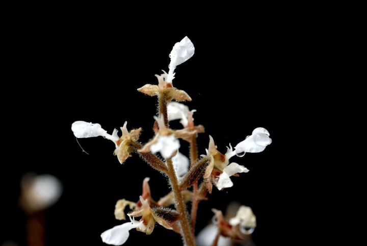 金线莲的养殖方法和注意事项,金线莲栽培时的生态环境条件