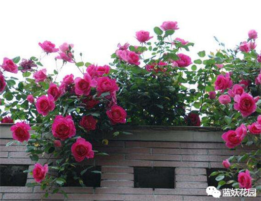 月季扦插苗和嫁接苗哪种好,买月季花是扦插苗好还是老桩好