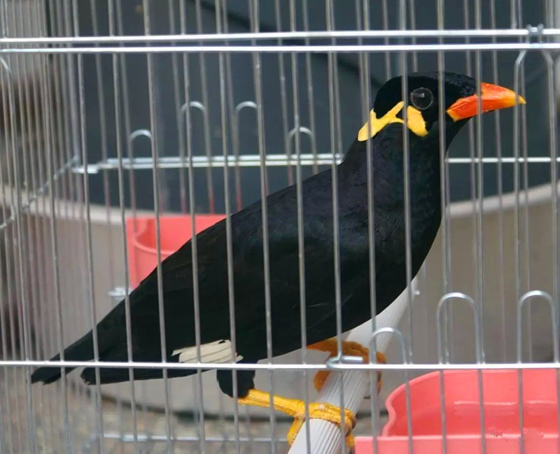 为什么大家都喜欢养八哥,为什么很多人喜欢养鹦鹉鱼