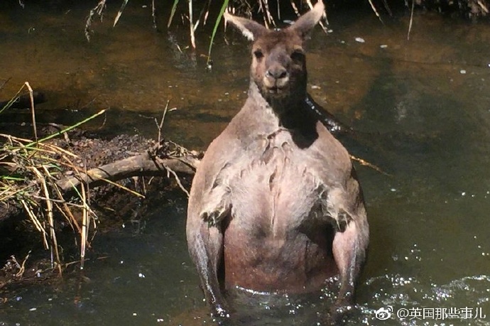 野外溪边遇见袋鼠！选择正面刚！还是马上溜？