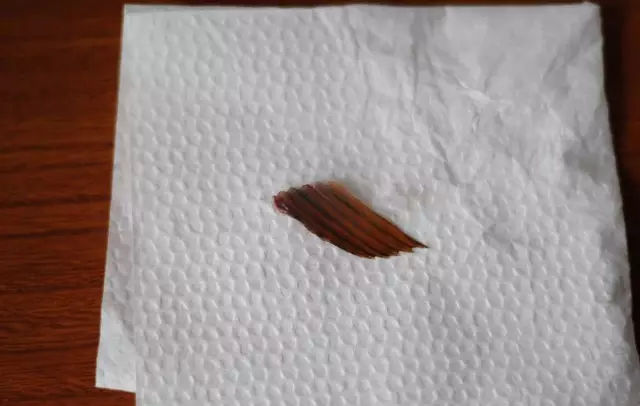 龙鱼鳍尾修复,龙鱼过背成长视频