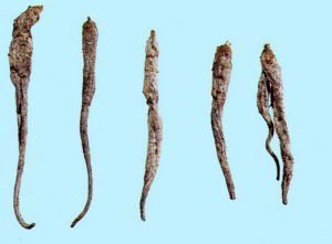 人参怎么挑选野山参,如何选择人参最好