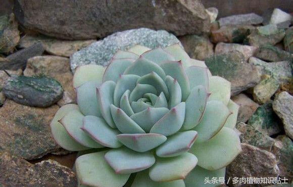 培育杂交植物,有哪些好养的杂交多肉