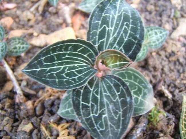 金线莲怎么养才是最好的,金线莲的养殖方法和注意事项