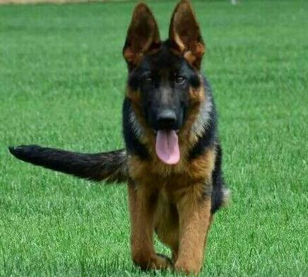 平背德国牧羊犬喂养,养德国牧羊犬的注意事项