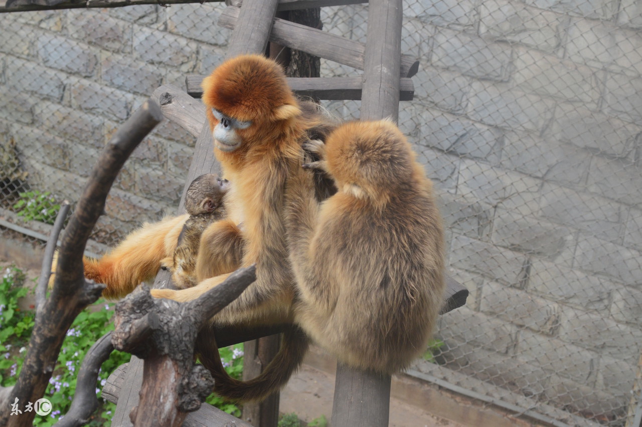 动物园的游学日记,逛动物园日记