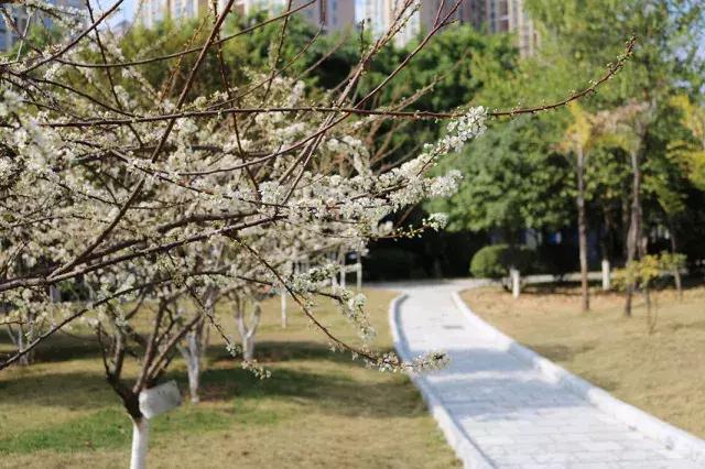 柳州市第十二中学分数线,柳州市第十二中学农志勋