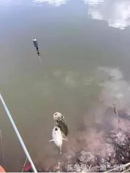 钓鱼人最爱的野钓收获,钓鱼人最喜欢钓啥