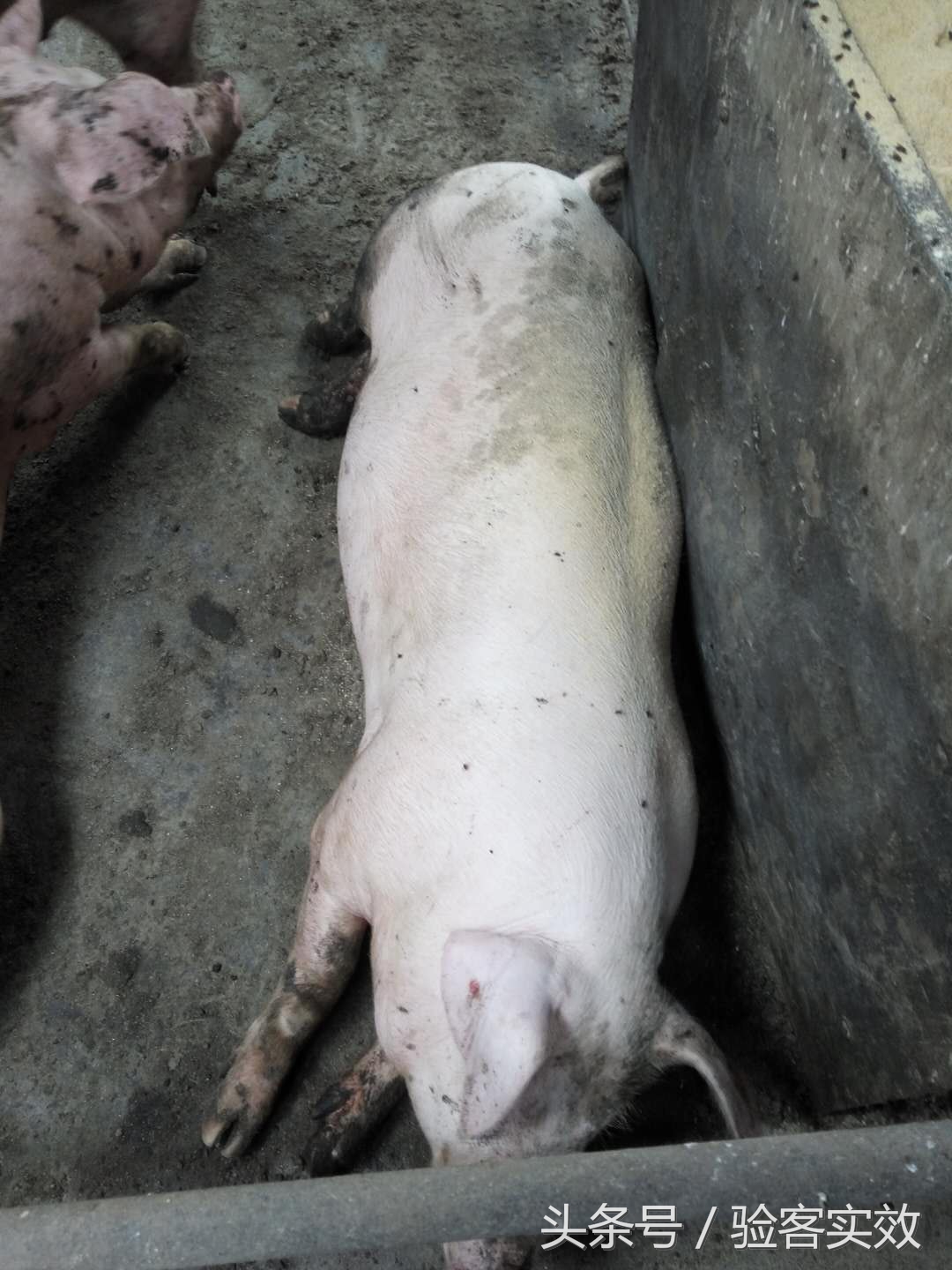 董广林母猪饲养,董广林养猪