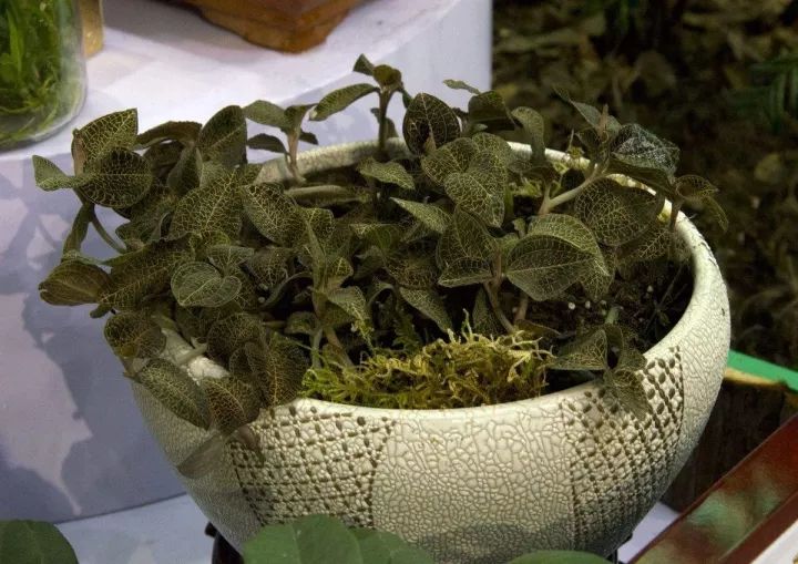 金线莲怎么养才是最好的,金线莲的养殖方法和注意事项