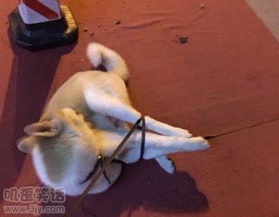 笑话之老师看着考卷上的名字叫着：“林蛋大