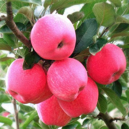 苹果是什么季节成熟最好吃,苹果最好的产地及品种