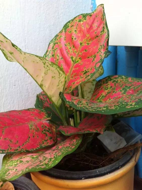 耐阴耐旱好养的室内盆栽,十大公认最好闻的盆栽