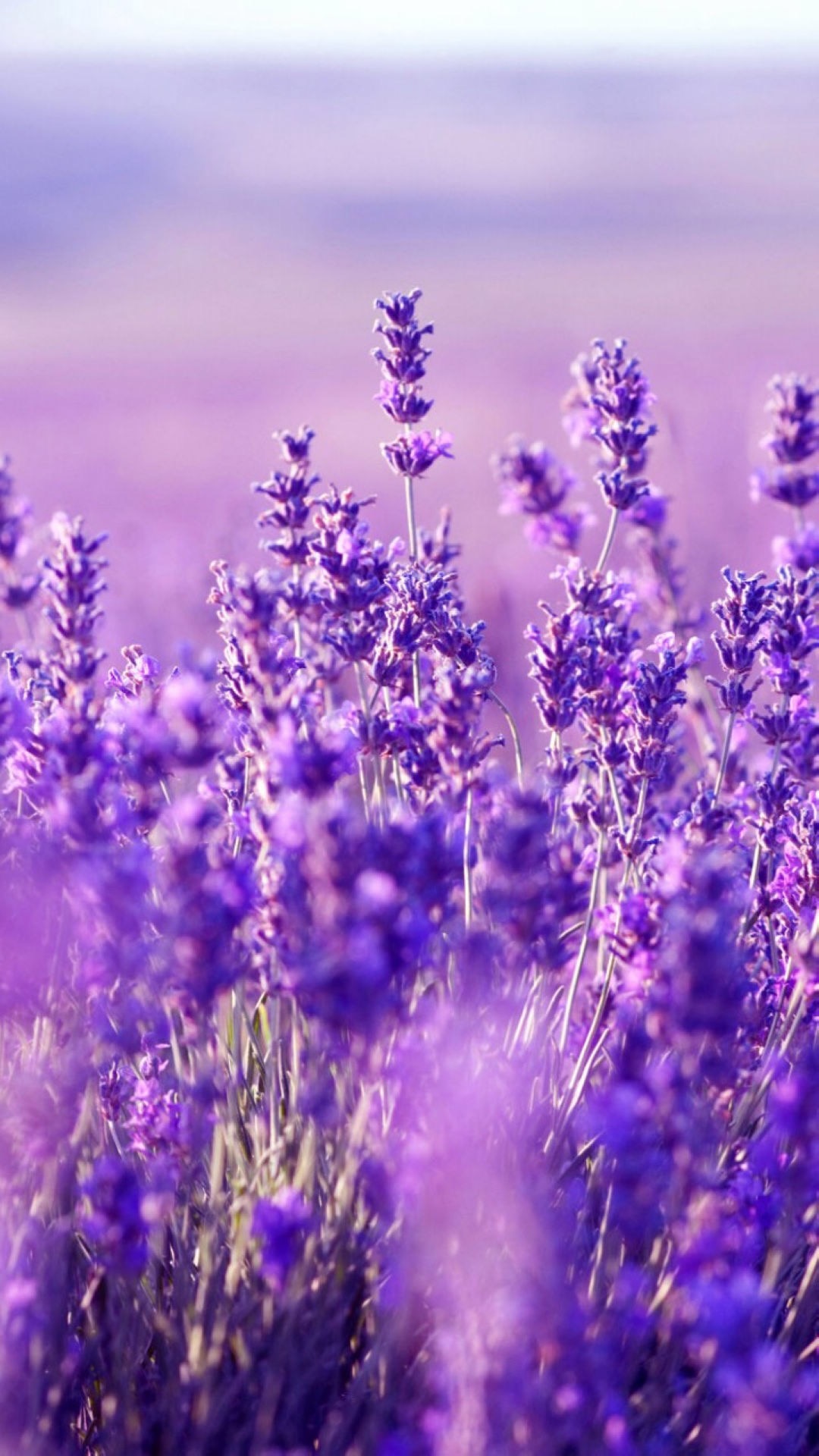 唯美1080×1920P高清壁纸锁屏画面待机背景图！请在wifi环境查看